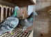 Racing pigeons for sale