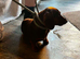 Miniature dachshund female for sale