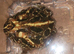 XL female cranwells horned frog