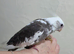 Beautiful hand reared cockateil
