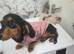Minature long hair daschund puppies