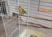 Peach-Faced Lovebird for Sale