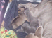 Frenchy x American pocket bully