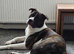 3 male Akita crosses for sale