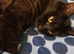 2 black kittens