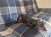 Miniature smoth hair dachshund