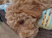 Double doodle puppies READY NOW