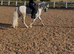 Project pony… please read description