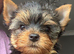 beautiful Yorkshire terrier puppy bitches