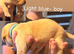 Labrador puppies