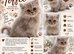 Reduced, lilac male and female blue Persian kittens