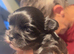 Puppy, three weeks old