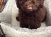 Toy Cavapoo