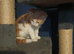 Male kitten