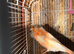 two 2026 Canary for sale
