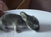 Baby mini lops purebred