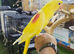 Lutino Alexandrine Baby hand reared,31
