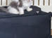 Mainecoon x british shorthair
