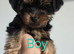 Beautiful Yorkshire terrier puppies