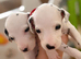Beautiful Dalmatian puppies