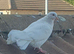 White hand tame doves