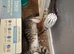 3 beautiful kittens