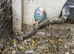 Young budgies for sale