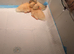 Call ducklings
