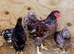 Quartet Laced Wyandotte Bantams