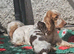 Kc show cocker spaniel pet home only