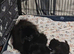FULLY VACCINATED.   Champion bloodlines. kc registered Pomeranian puppies