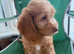 Last 1 pup left! With Health Check Certificate-Mini Labradoodle pups