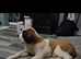 Male saint bernard puppy