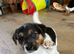 Jack Russell puppies for sale