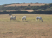 Connemara Gelding