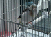 Golfinches