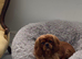 Adult Cavalier KC Spaniel Female