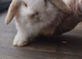 Female Mini Lop Rabbit &ndash; Beautiful White & Grey/Peach Markings &ndash; Pet Bunny