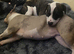 Beautiful American Bulldog Puppies – Family Raised