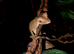 Satanic Leaftailed Gecko Male CB24
