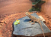 Rankins dragon for sale