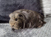 2 Guinea pig girls