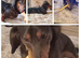 Male 2 years minature child free home
