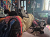 Maincoon x Siamese Equisite Kittens Ready Now