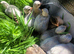 Guinea Fowl Keets