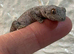 Eastern Spiny Tailed Gecko at Birmingham Reptiles