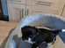 1 puppy male left