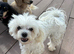 KC Reg Adult Maltese Bitch Rehome