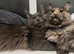 Maine coon famale