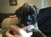 Stunning litter of boxer puppies for sale
